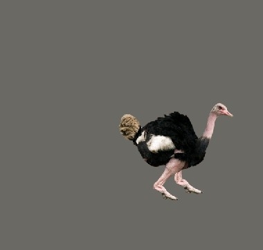 Creation of Compact Ostrich: Step 5